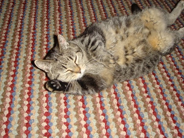Prudence Labelle's album, cats