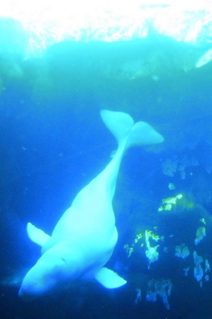 Sonia Lee's album, Sea World San Diego