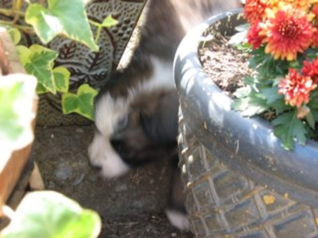 Jenny Marshall's album, Aussies Puppies