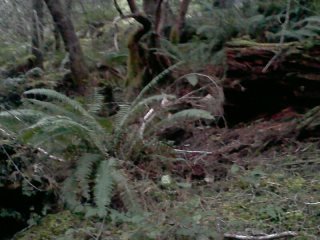 arden post's album, LG Phone Photos