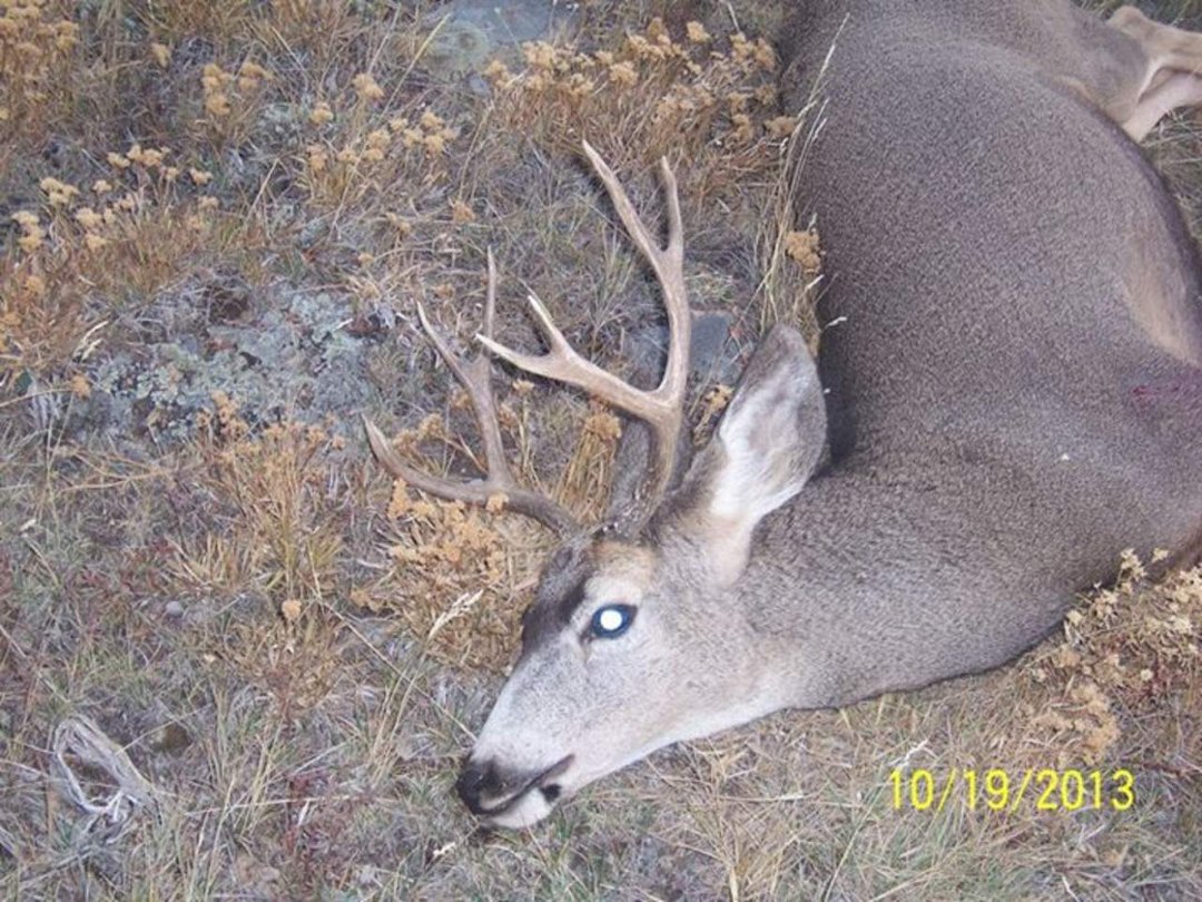 Heather Bell's album, Deer Hunt 2013