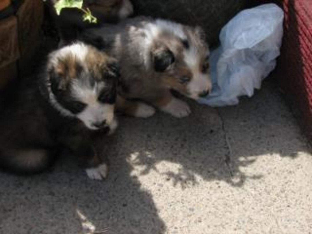 Jenny Marshall's album, Aussies Puppies