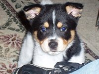 Kim Bussey's album, Profile Pictures
