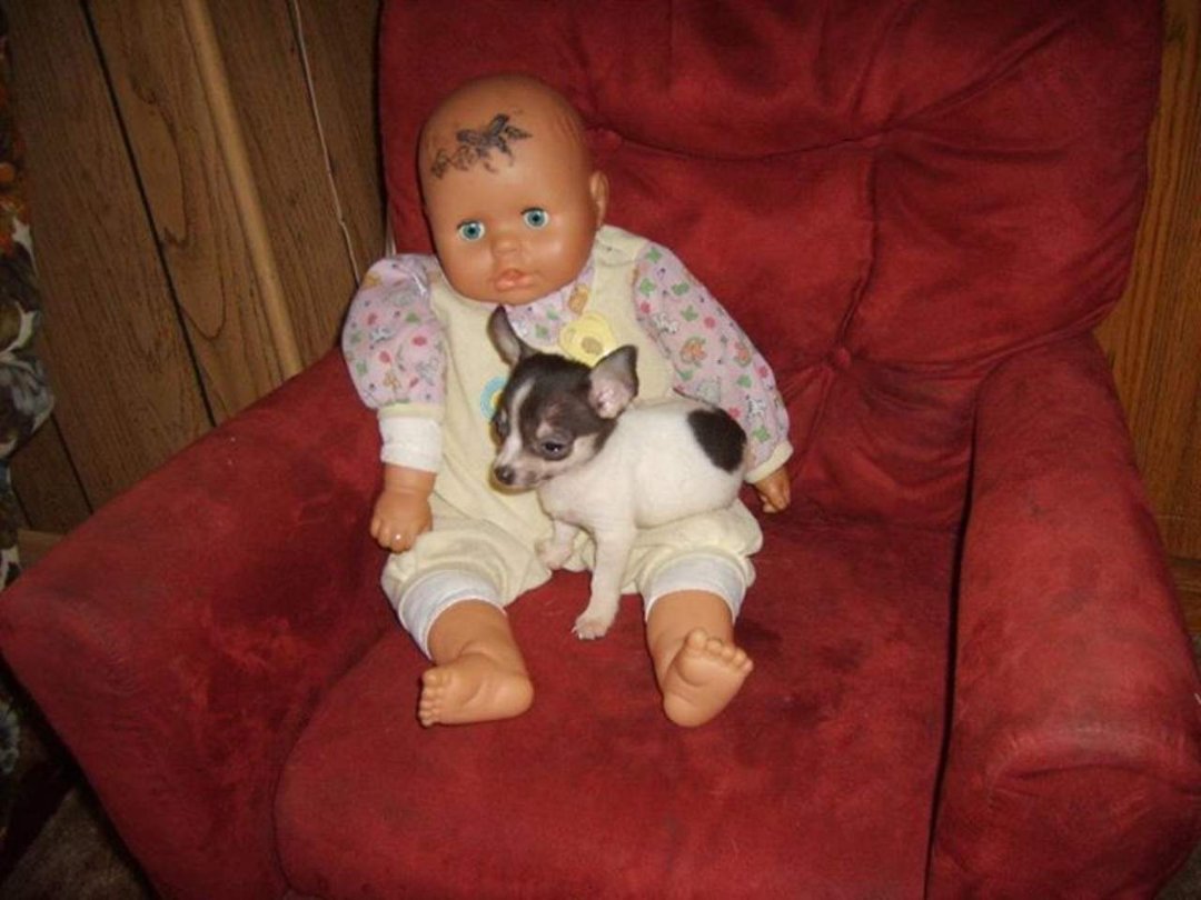 Ruby Pickens' album, jayla & ledeana & my dogs