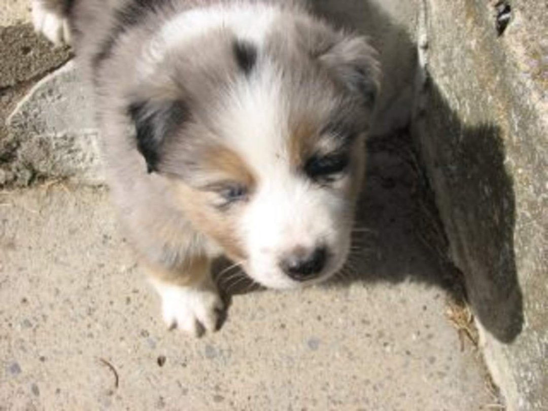 Jenny Marshall's album, Aussies Puppies