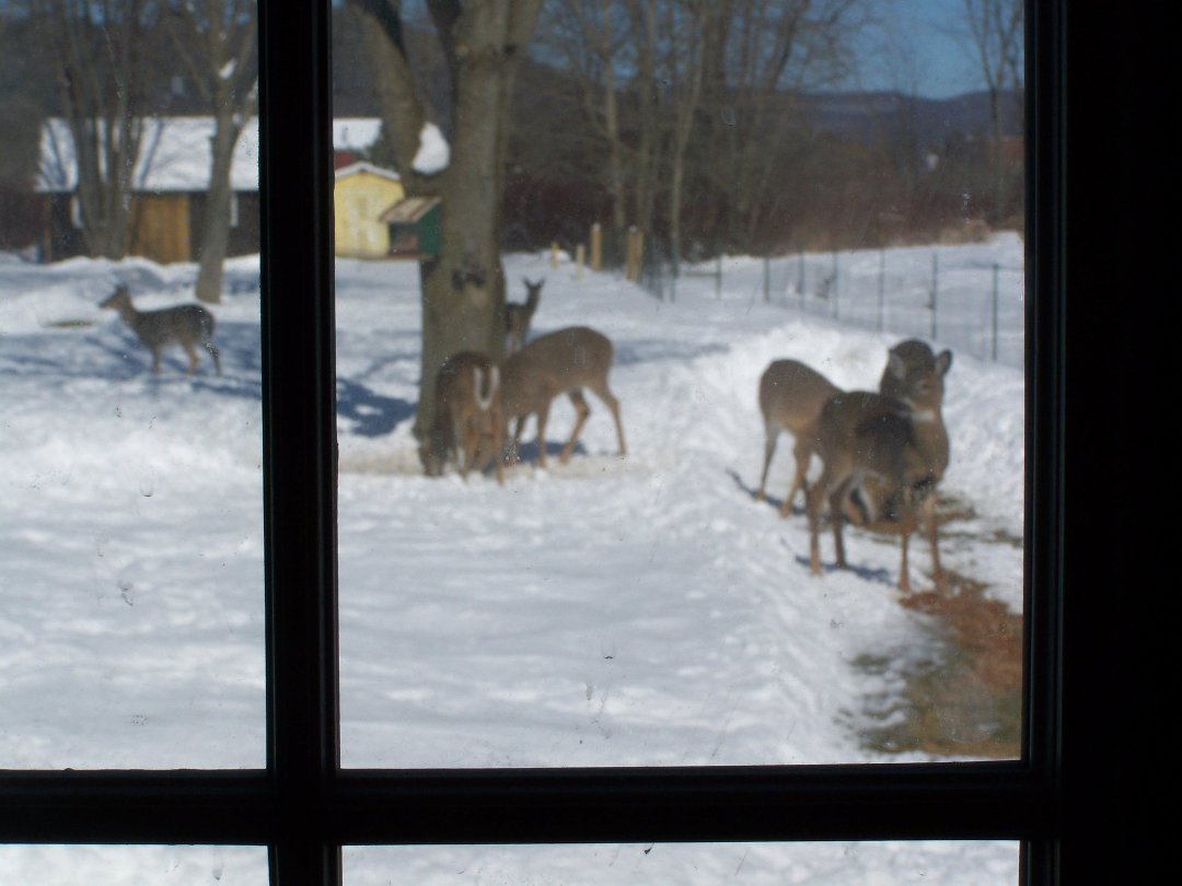 Sharon Babbitt's album, Cover Photos
