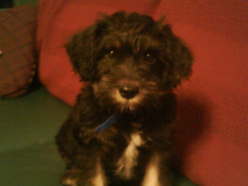 Robert Zerda's album, Mobile Uploads
