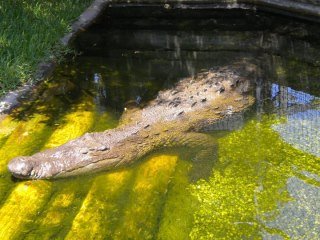 Crystal Hester's album, Alligator Adventure with Danny 2010