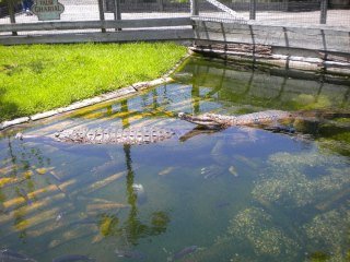 Crystal Hester's album, Alligator Adventure with Danny 2010