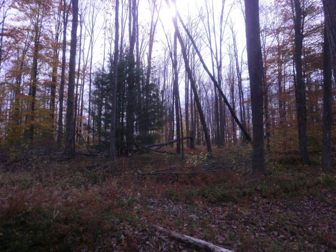 Laura Vickers' album, Potter Fall 2010