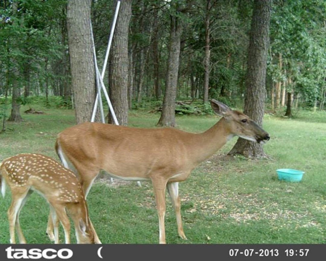 Sandra Jobe's album, wildlife in front yard