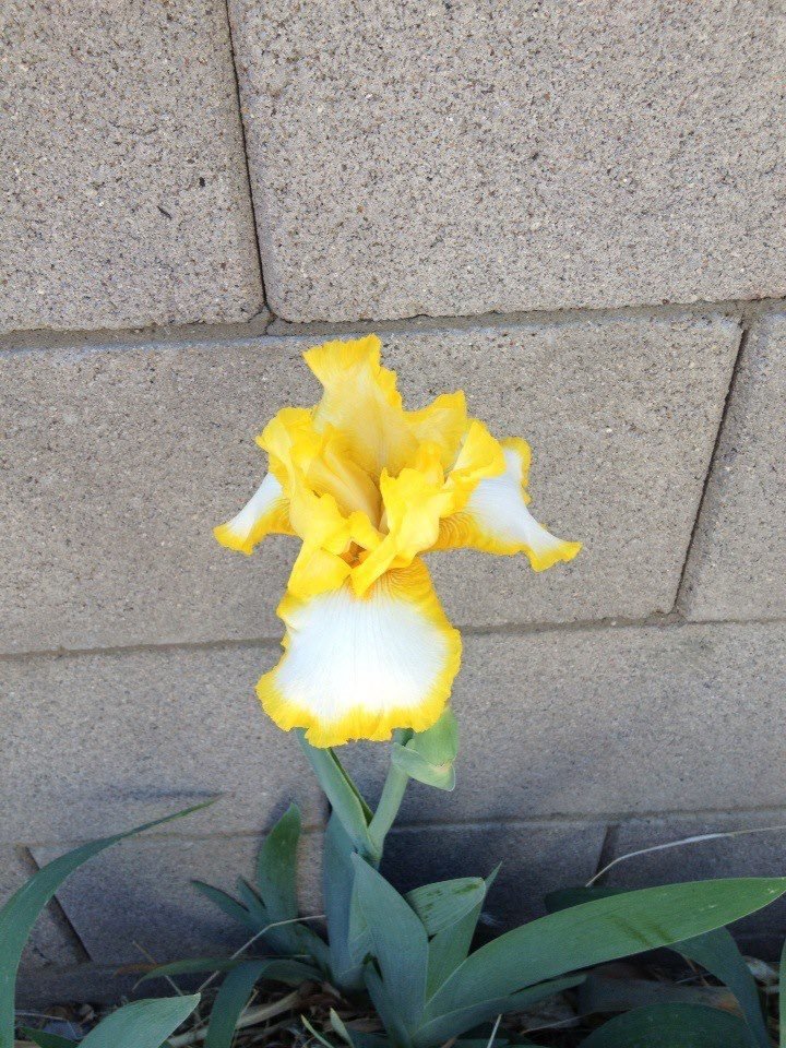 Debra Brown's album, iOS Photos