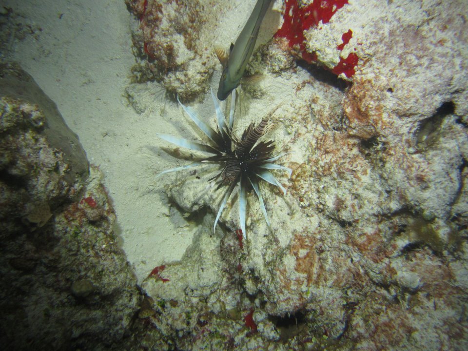 Monica Braley's album, Cozumel March 2012