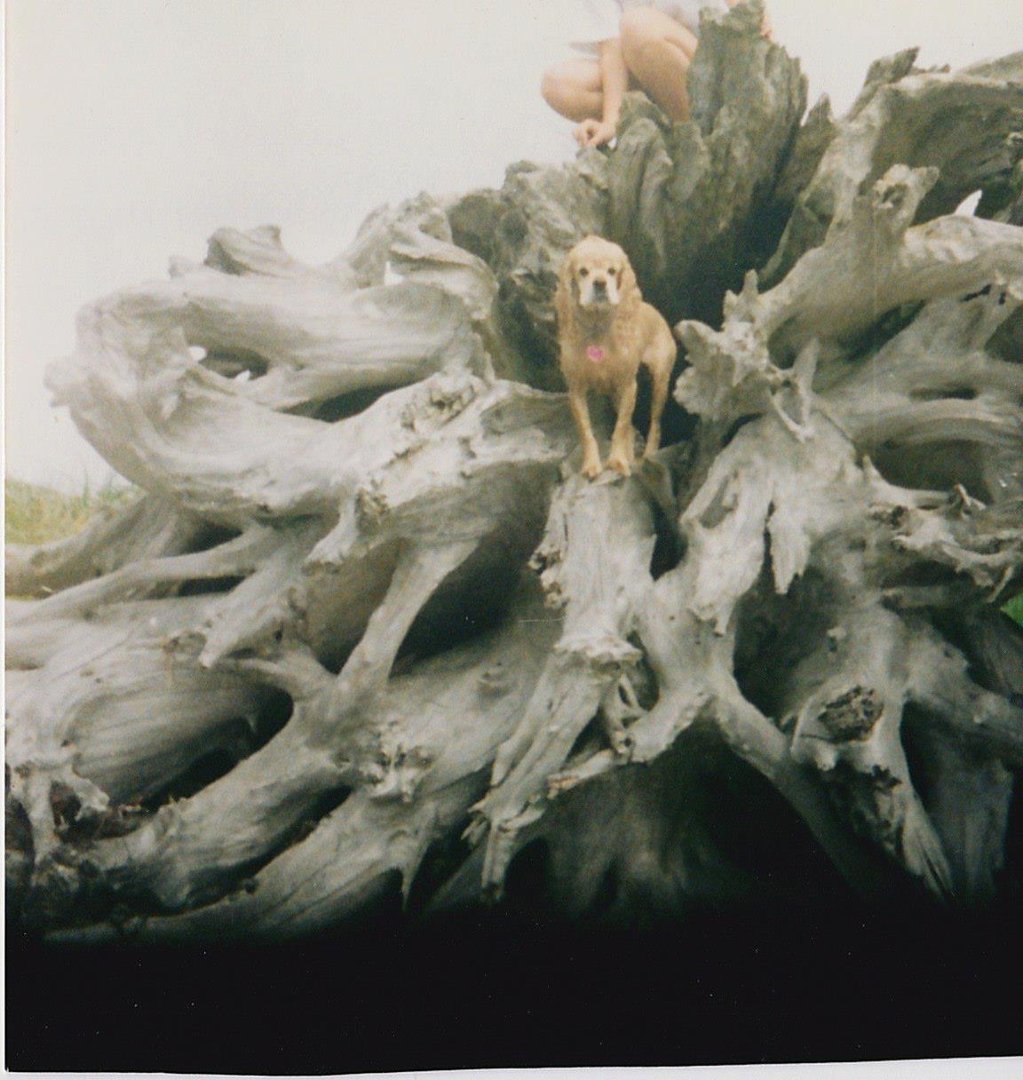 Joyce Bell's album, 2013_04_26
