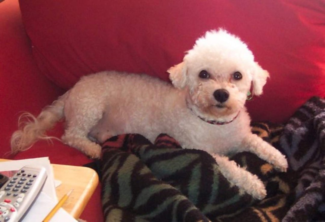 Kari McAllister's album, Scruffy the puppy