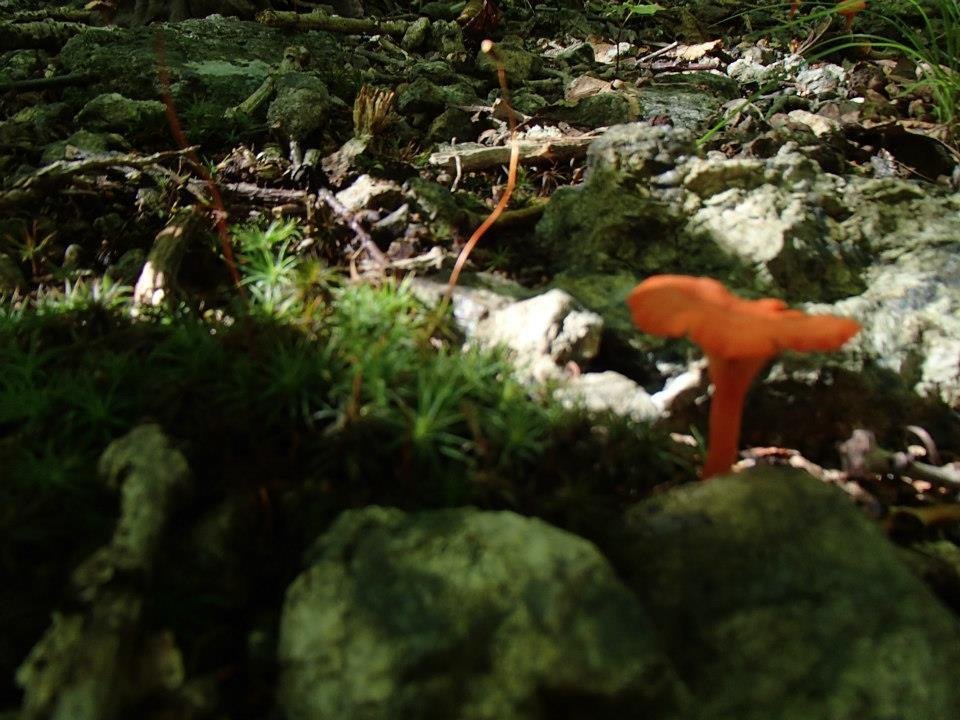 Brian Melton's album, Mt. Pleasant and Pompey Mountain--Henry Lanum Trail