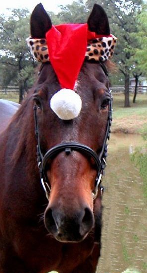 Jake in his Christmas Hat