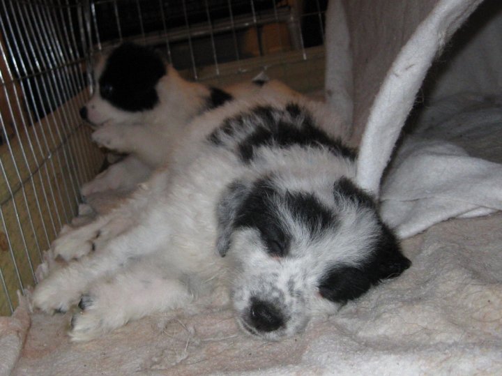 Sharon Drube's album, Zira and the Shakespeare pups