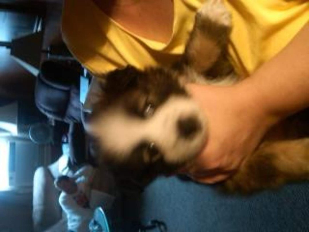 Jenny Marshall's album, Puppies