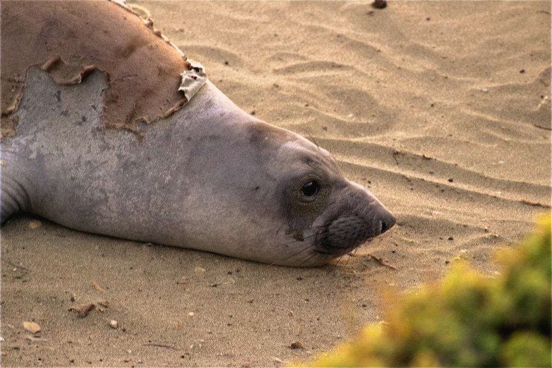 Kit Mulligan's album, Elephant Seals at San Simeon 04.20.13