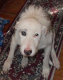 Tim Gustafson's album, Dogs