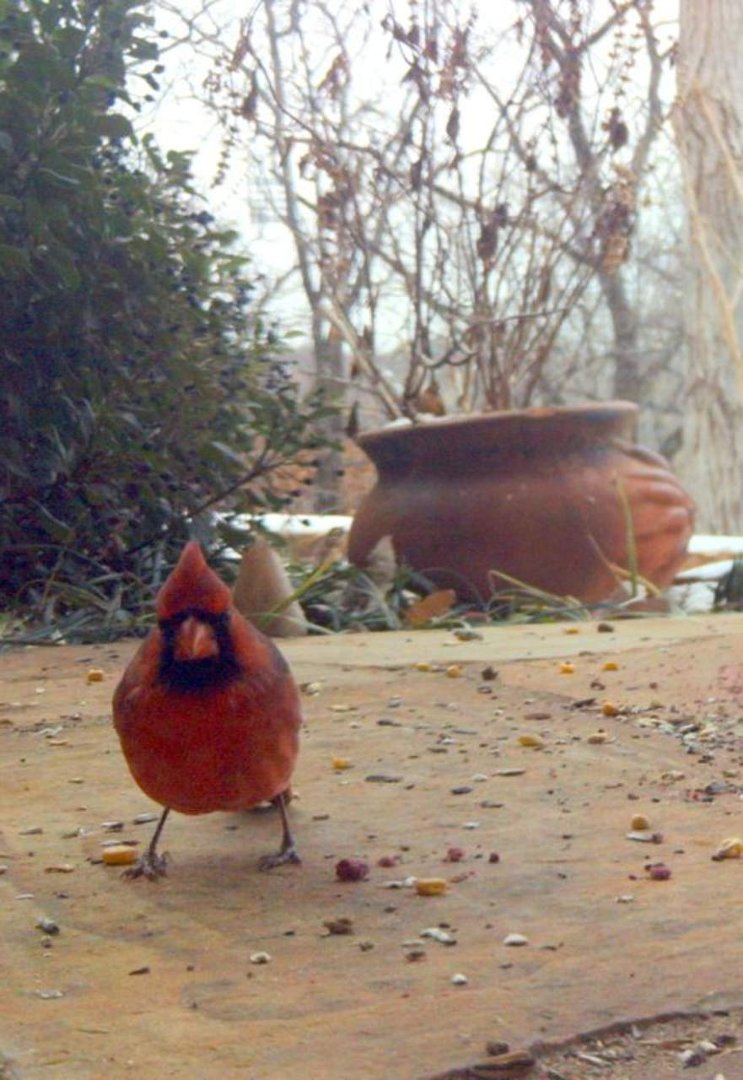 Tippy Ferris' album, 2011 Winter Blast BirdCam Shots