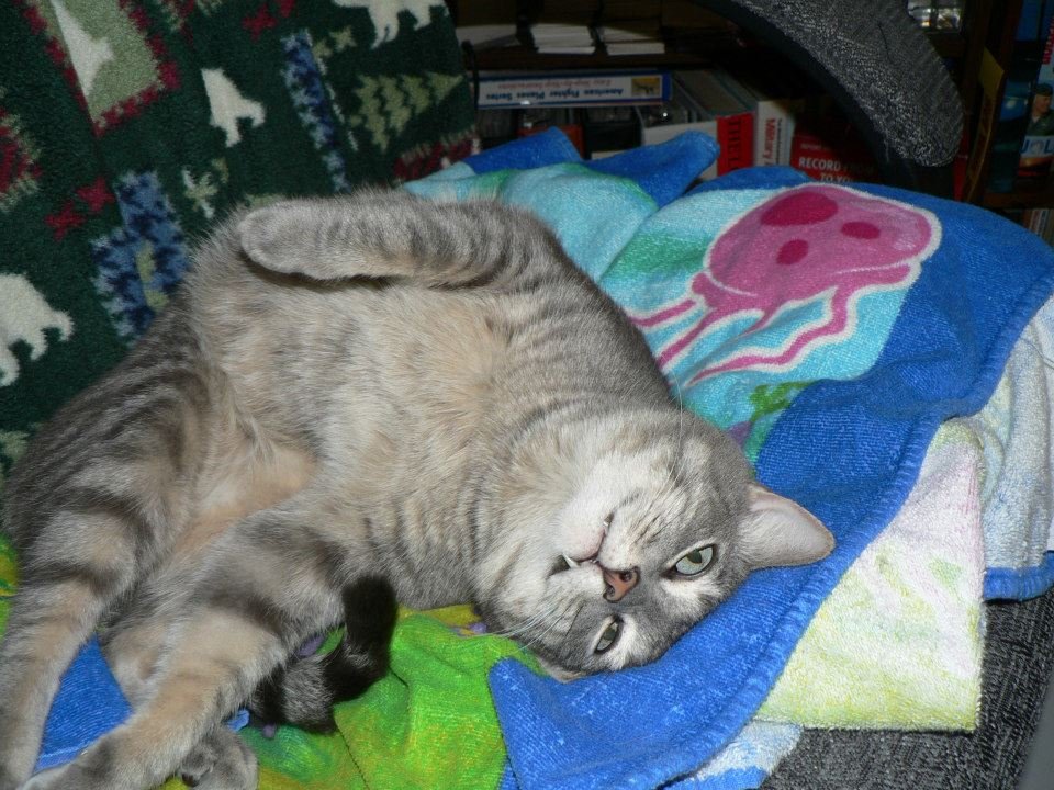 Peter Hibbard's album, Our Cats
