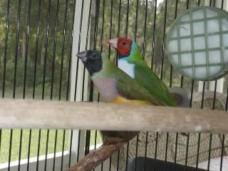 Amy Reilly's album, finches 9-18-11