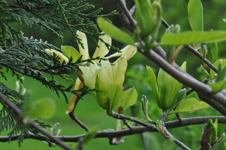 John Mahtab's album, Garden June, 2011