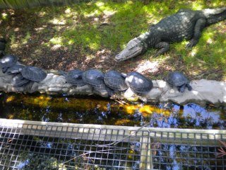 Crystal Hester's album, Alligator Adventure with Danny 2010