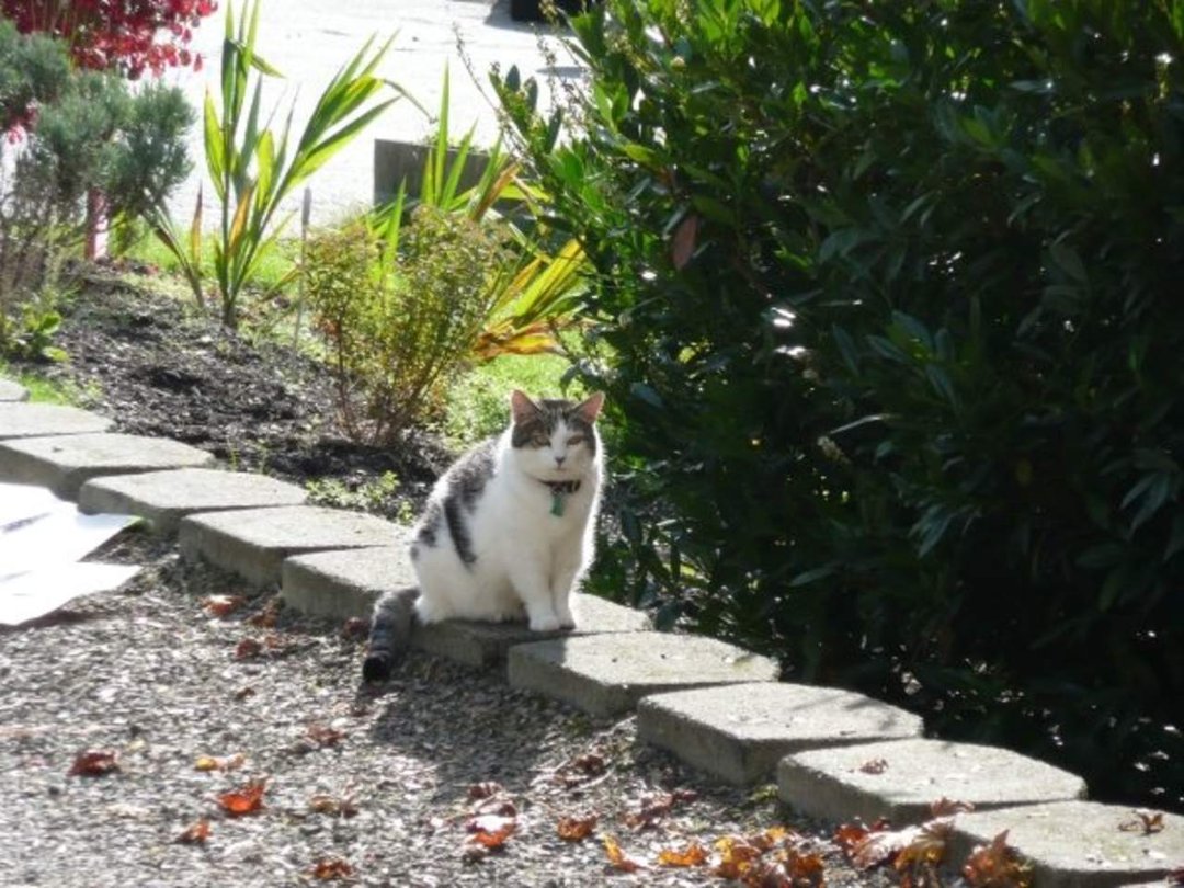 Dan Sivertsen's album, Z Cats