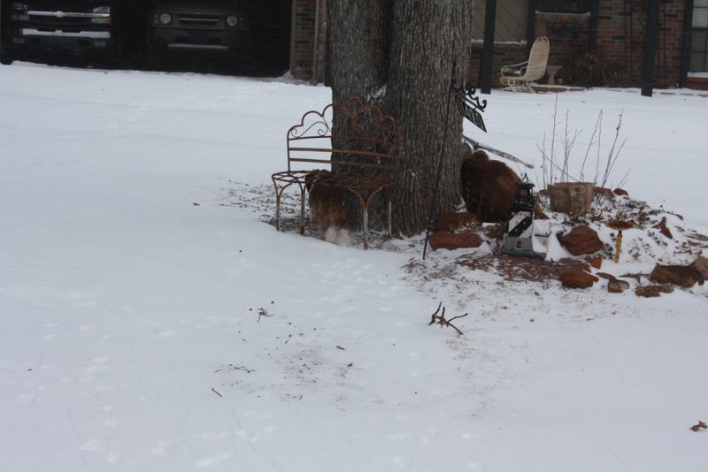 Paul Studiner's album, Snow Storm Feb 1st 2011