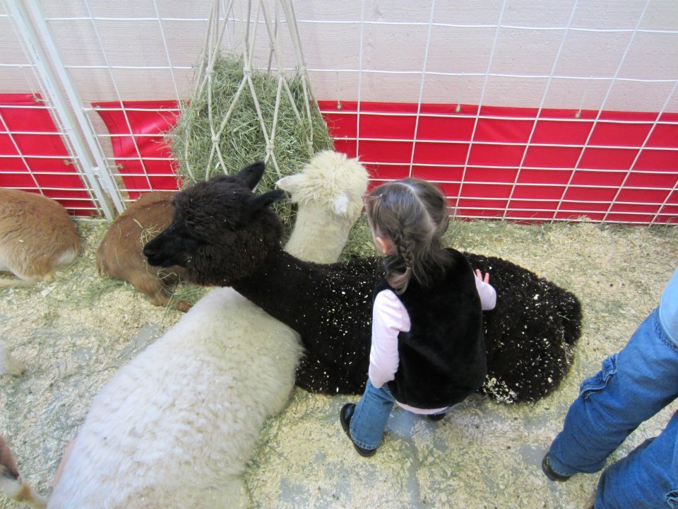 Tami Roberts' album, Taking Kaitlyn to the Stock Show