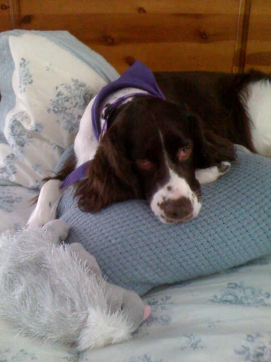 Nancy Coffey's album, Holly