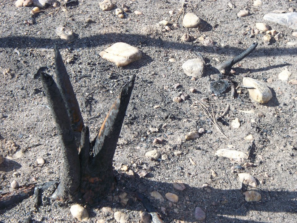 Al Brien's album, Bastrop Roadside Fire Damage