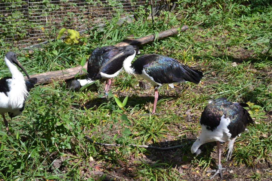 Chris Ames' album, Boys day at Zoo 2012