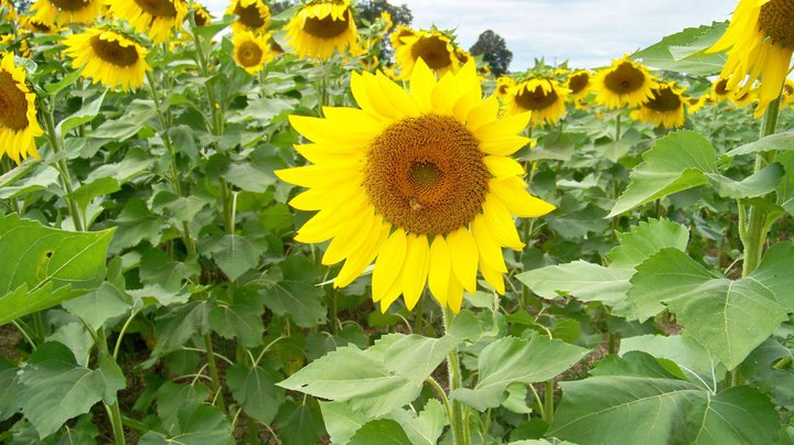 John Chobrda's album, Delaware
