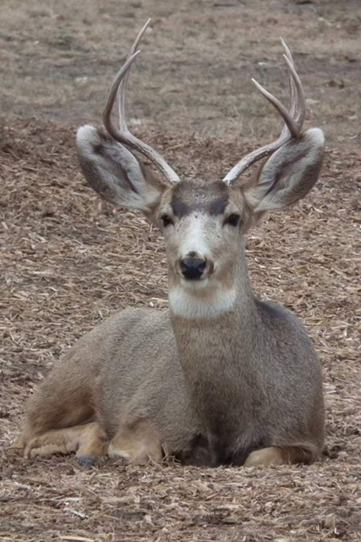 David Ullrich's album, Colorado Wildlife