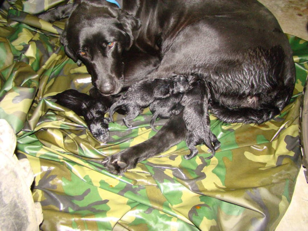 Tracie Landis' album, Zoey and her puppies