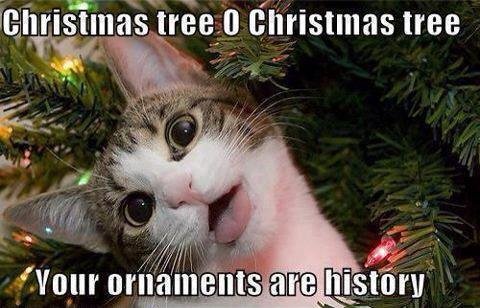 Robin Freitas' album, Timeline Photos