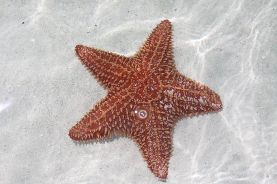 Doris Shubert's album, Providenciales "Provo" Turks and Caicos 2011