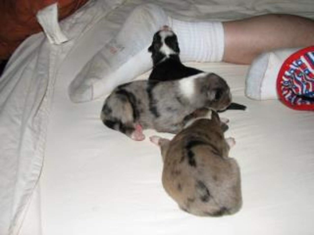 Jenny Marshall's album, Cyndi's Pups 8/8/2010