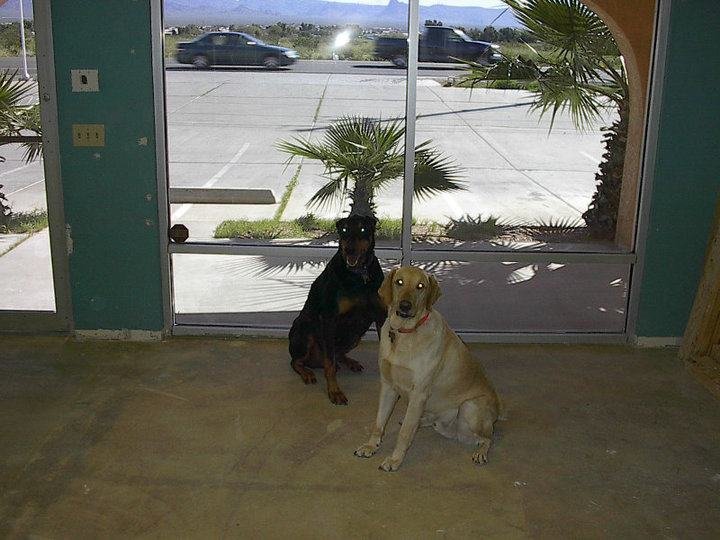 Tim Gustafson's album, Dogs