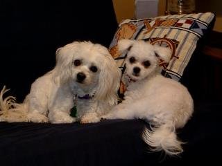 Willene Pierce's album, DARLA & Friends