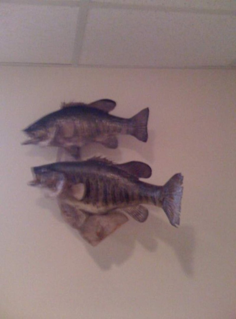 Robert Coles' album, SHUT UP AND FISH