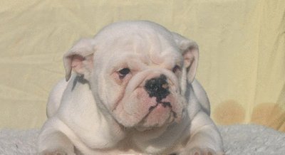 David Steath's album, Send Bulldog Puppies Photos