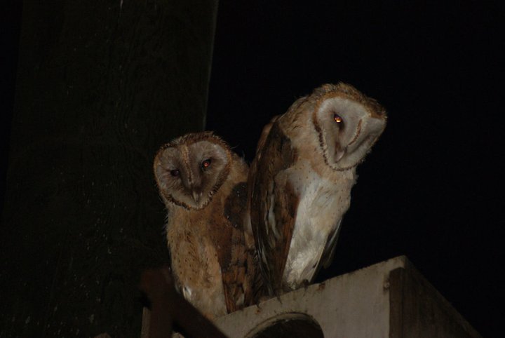 Nikki Elliott-White's album, 2011 Yori Ranches Owlets