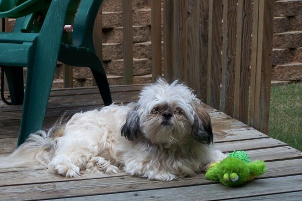 Buffi Grogan's album, Cover Photos