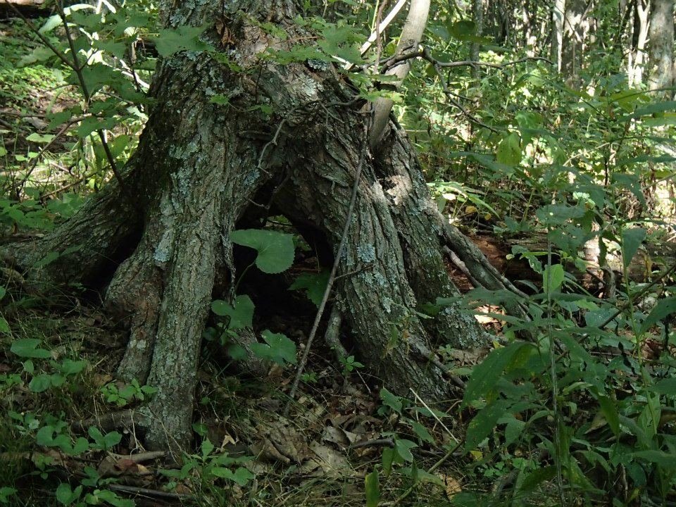 Brian Melton's album, Mt. Pleasant and Pompey Mountain--Henry Lanum Trail