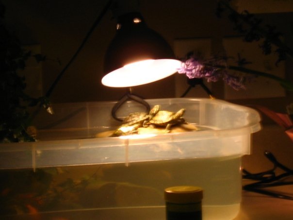 Todd Allison's album, Baby Turtles and Aquariums